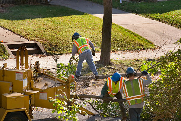 Best Tree Trimming and Pruning  in Morgan City, LA